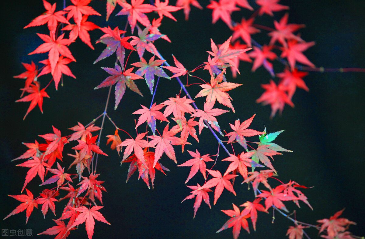 院子里有一片空地适合种什么,院子里有块空地种什么菜