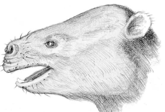 象牙进化历史,象牙是如何进化的