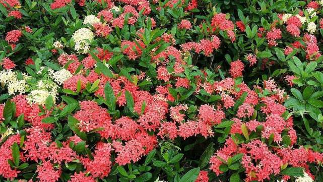 各个属相的幸运植物,十二属相的吉祥植物是什么