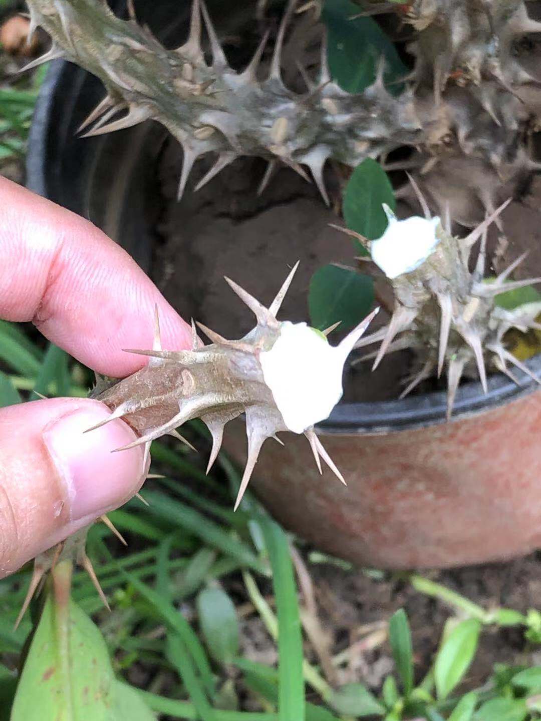 100种最毒的毒花,20种有毒的大毒花