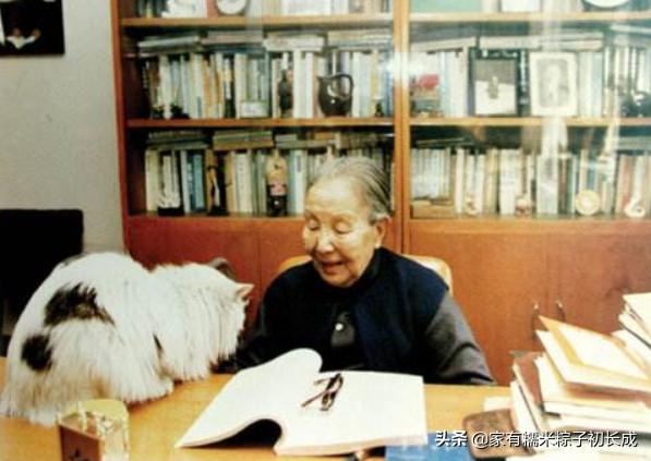 如何对付怀孕母猫,如何化解老婆和家人矛盾