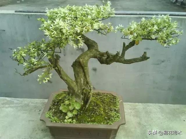 白檵木盆景图片欣赏,异形白花檵木盆景