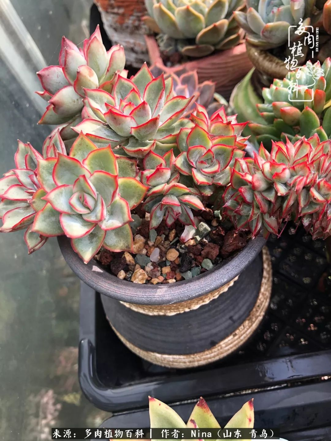 面对残酷的现实，是多肉治愈了我迷茫的未来