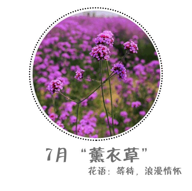 魔都四月赏花,魔都春季赏花好地方