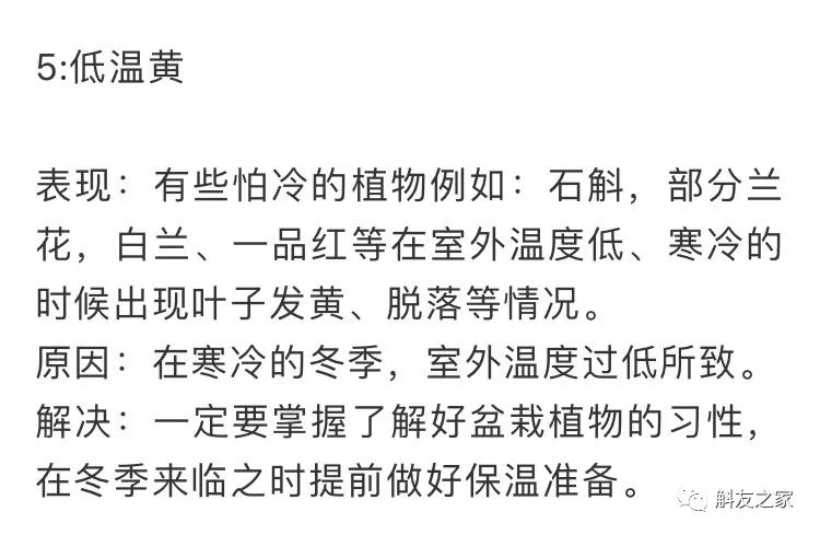 石斛兰叶子黑尖,石斛兰的茎杆子黄了怎么办