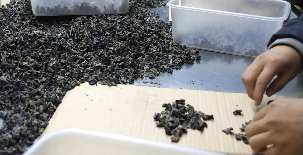 木耳价格相差很多咋回事,市场卖的木耳为什么那么好吃