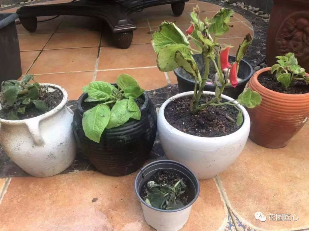 缓苗应该注意些什么,缓苗要注意什么