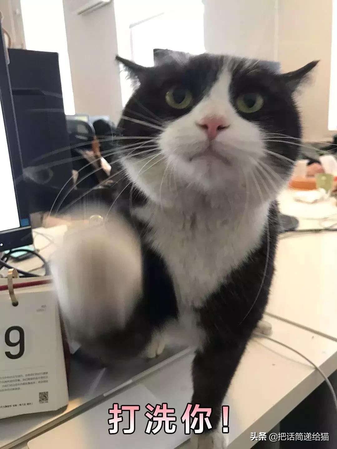 猫故事书籍,猫故事小说