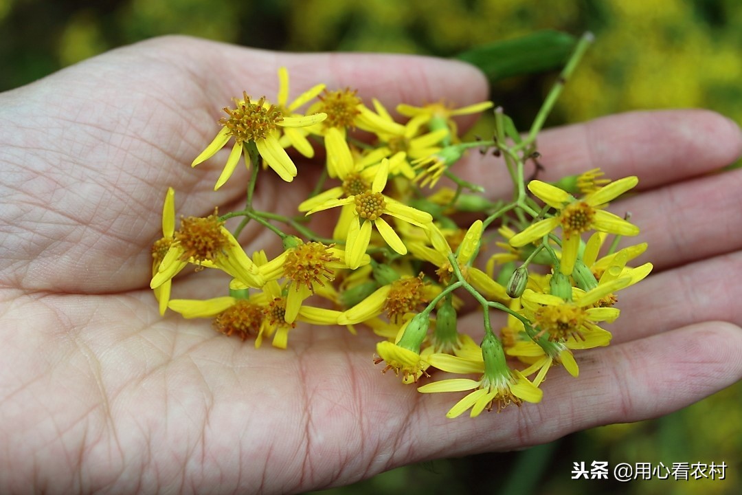 野生小黄花有什么用,小黄花图片与功效