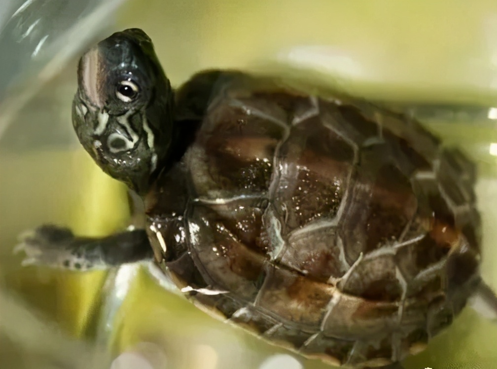 龟类纪录片,龟类图片