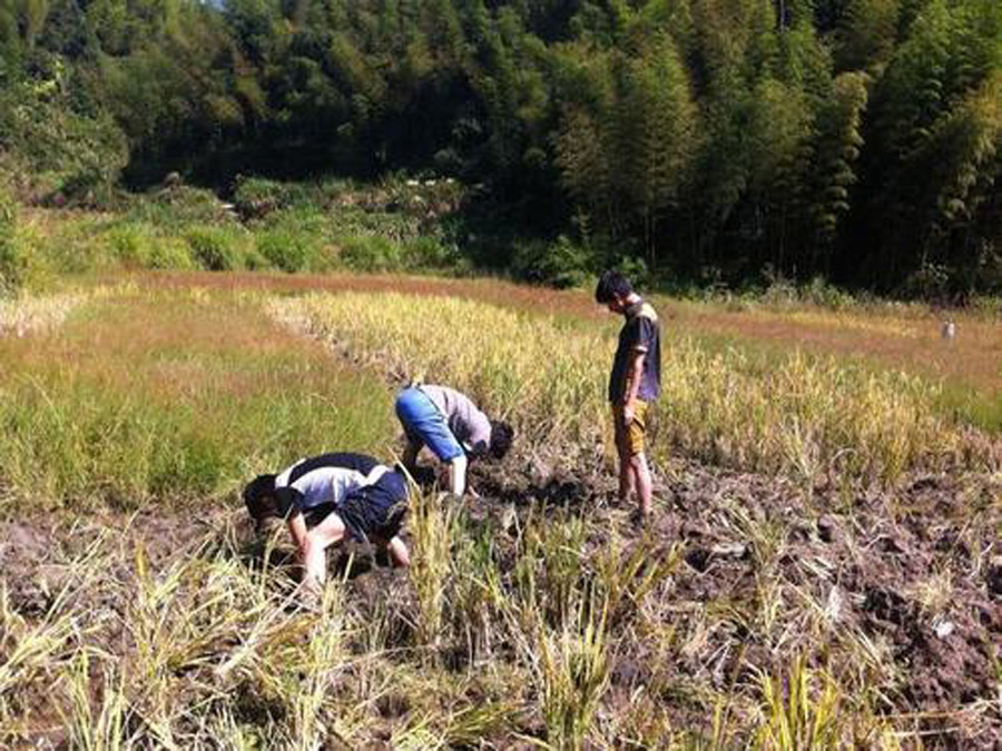 乡愁是捉泥鳅的田野,乡愁做泥鳅