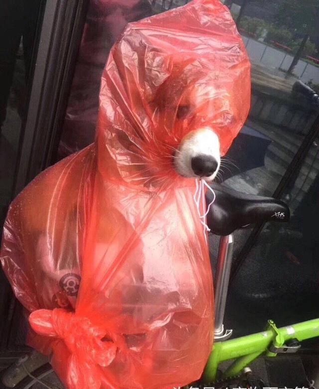 预防秋季疾病常识100条,千万不要忽视宠物身上这五种病症