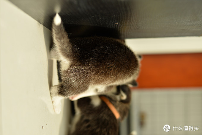 一次创世纪的生活体验—记哈士奇当妈妈