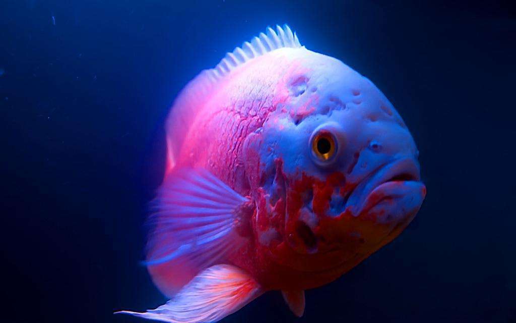 冬天热带鱼停电10小时能活吗,冬天热带鱼停电了