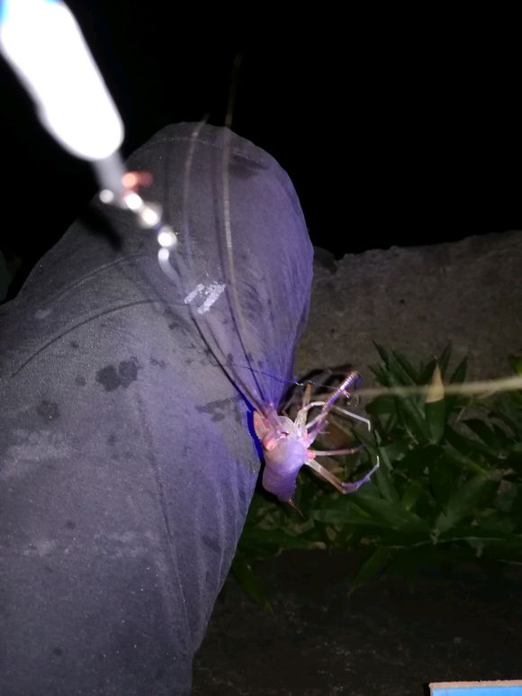 最怕虾闹窝，漂相像大鱼怎么提也不中，解决它其实不难