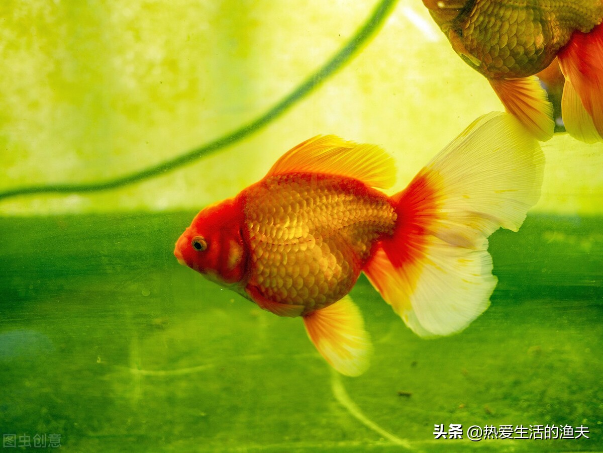 泰狮金鱼好养吗怎么养,泰狮金鱼如何养超级大