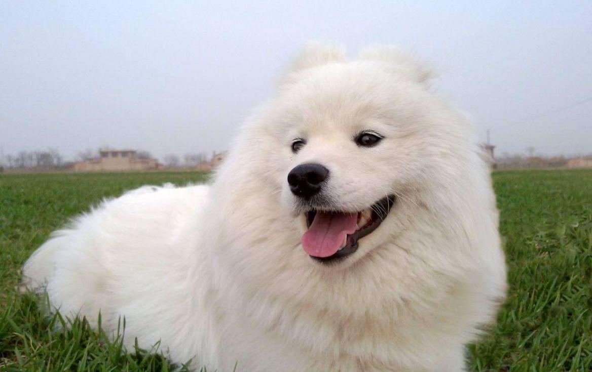 狗狗排行榜适合家养,狗狗最省心最好养的8种狗