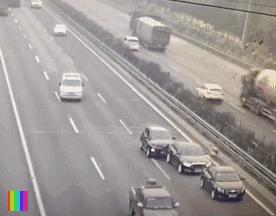 开车遇到动物如何避险,在高速上遇到大型动物该怎么办