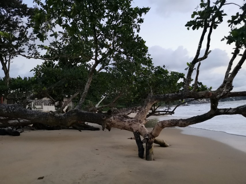 克里比，隐隐约约的咖啡海滩