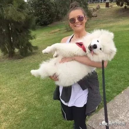 萨摩和金毛打架找主人抱抱,喜欢抱抱的狮子