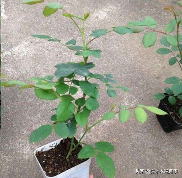月季新手种植教程,购苗、修剪、施肥、浇水、喷药,手把手教你