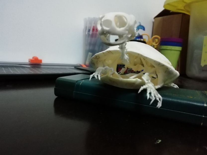 巴西龟怎么做骨骼标本,巴西龟骨骼结构
