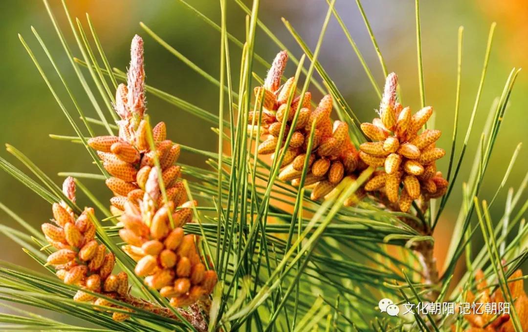 “塞上松”为锦绣之州锦上添花