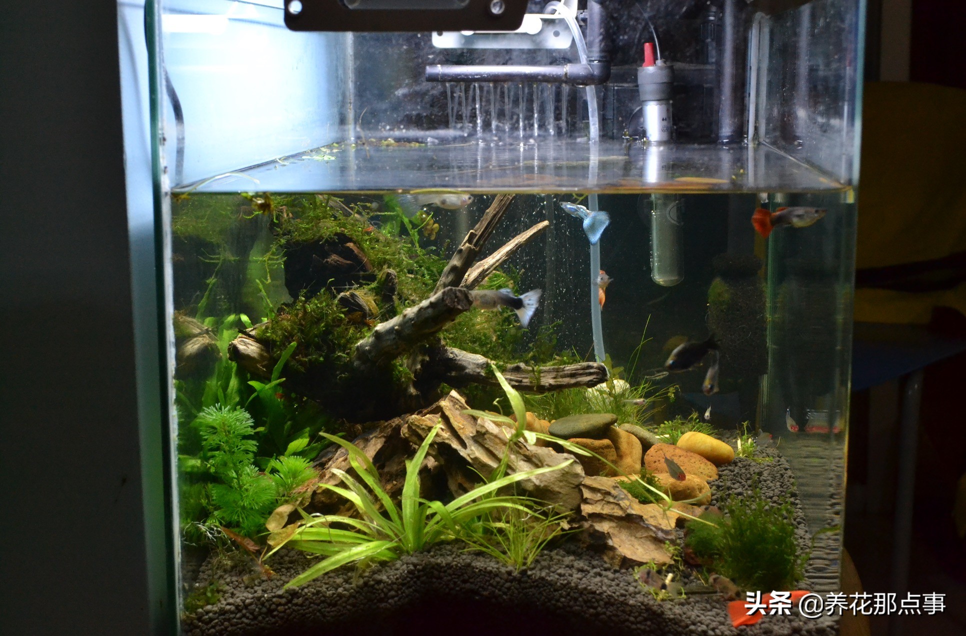 热带鱼好养新手入门推荐大缸,热带鱼最好养活又漂亮