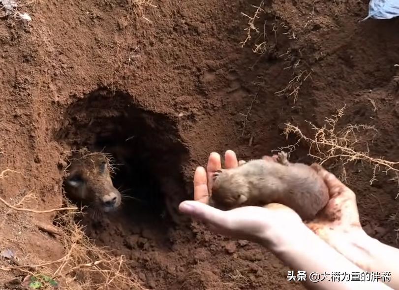狗狗挖洞待产,分娩后遇到洞穴塌了,9只小狗先被救出