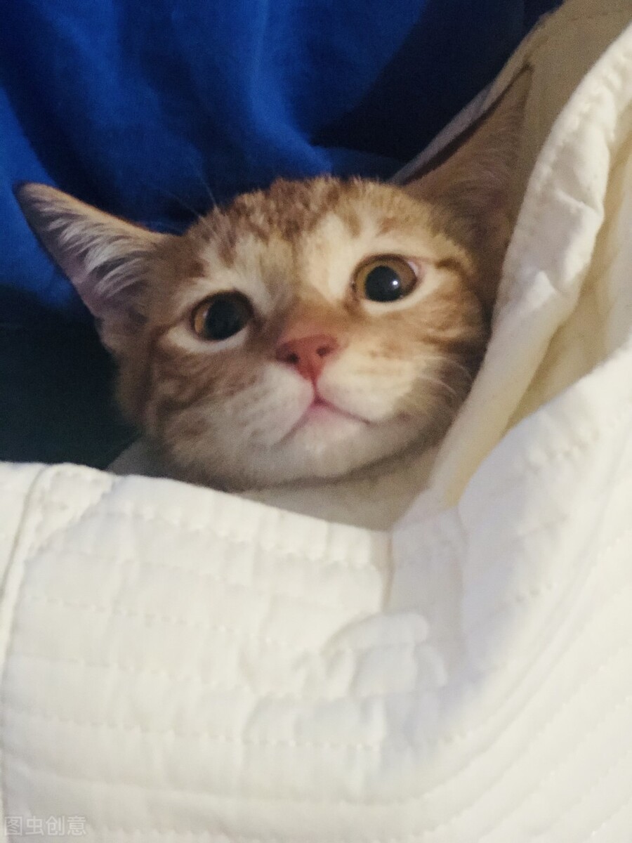 养一只可爱的小奶猫,养了一只小奶猫是什么体验