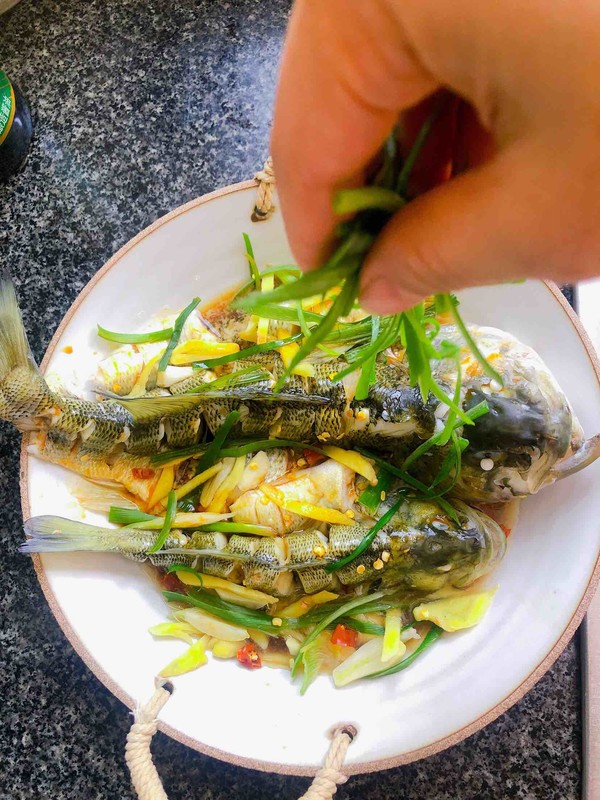 蒸鱼豉油蒸鲈鱼的做法,豉汁蒸鲈鱼的正确做法