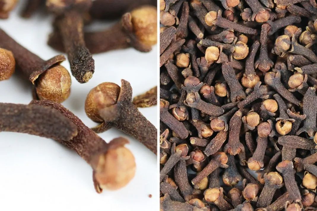 养花遇虫害别怕一碗肥皂水就解决,养花预防虫子的方法是什么