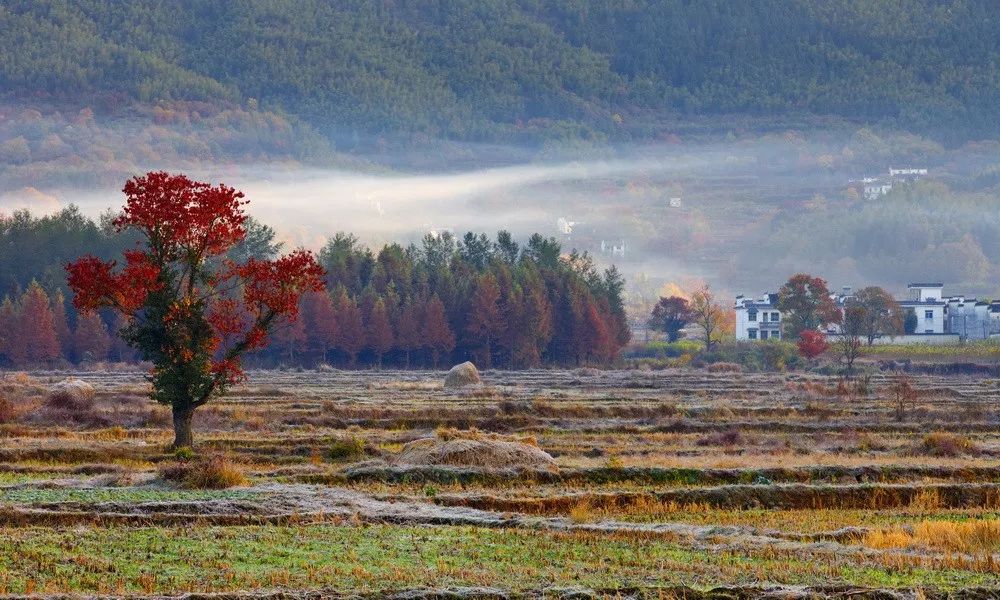 徽州赏秋三日游自驾游攻略,小众徽州赏秋村落
