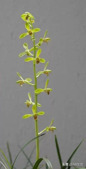 长寿梅蕙兰怎么种植,蕙兰老八种兰花哪一种最好