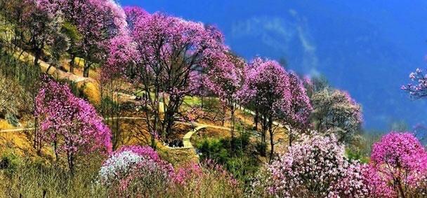 李子柒是四川绵阳平武哪里的人,美食旅游景点推荐博主