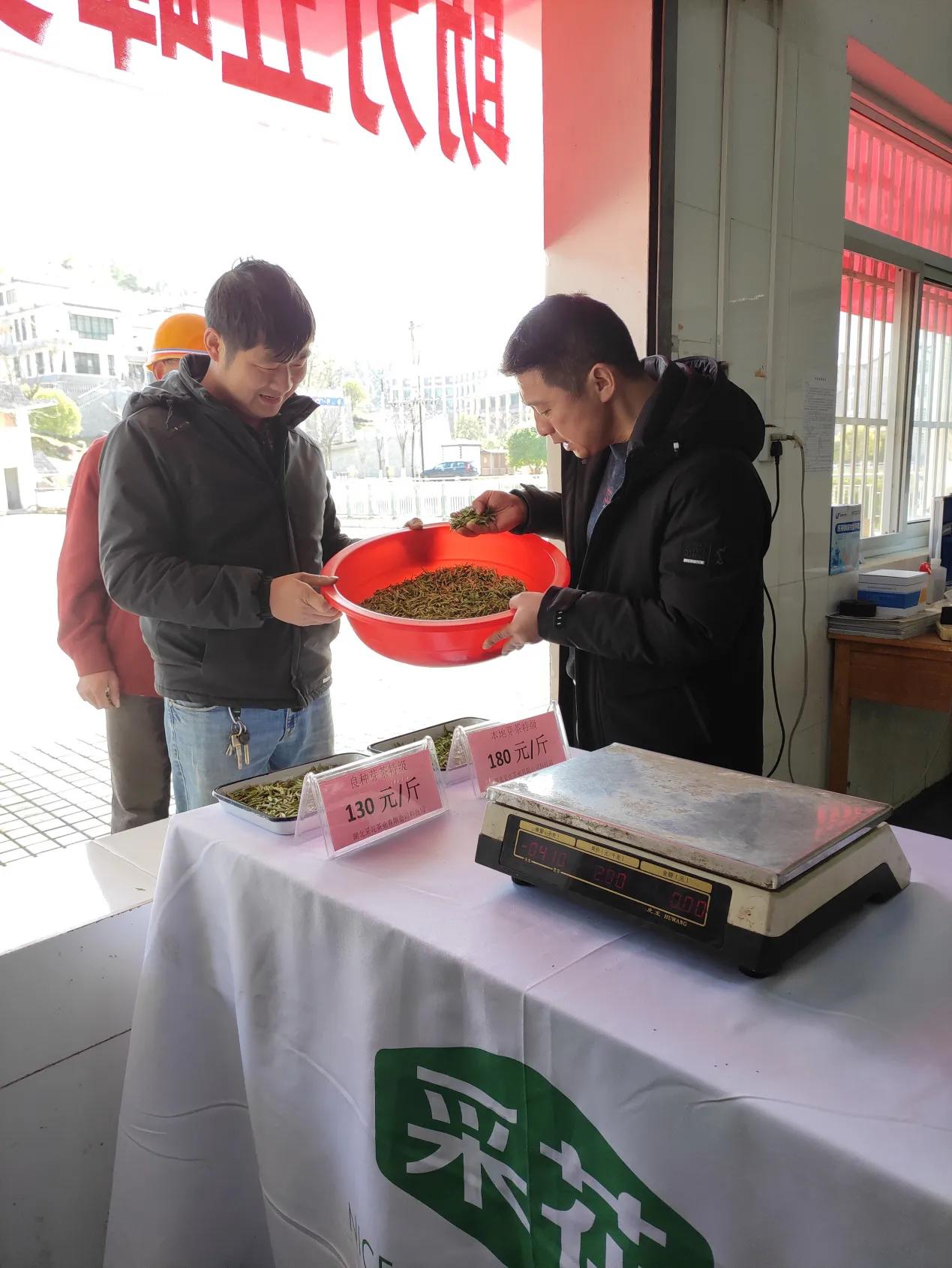 春茶采摘乡村振兴,五峰春茶开园节成功举办