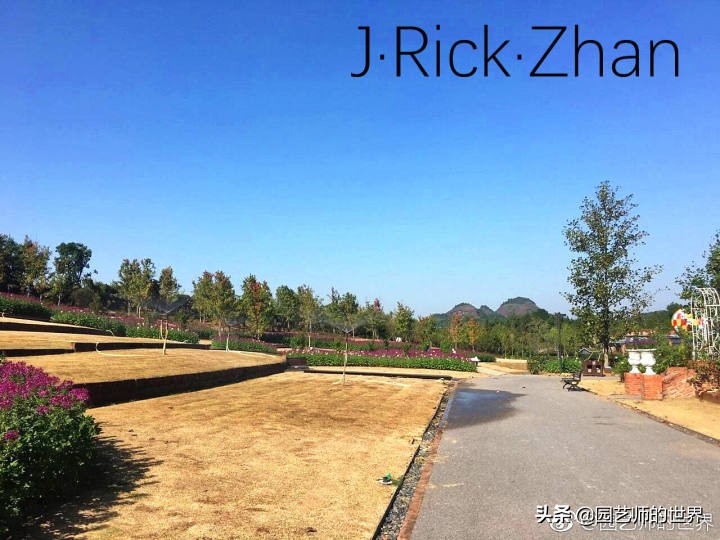 适合北方庭院种植的低矮草坪,家庭庭院怎样混搭种植草坪和蔬菜