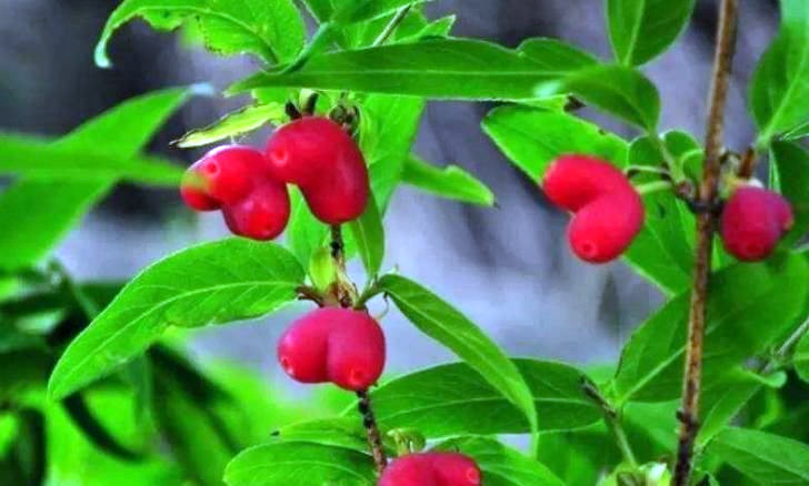 农村有一种和樱桃长得很像的水果,农村山上有一种像樱桃的水果