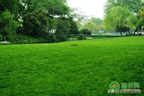 常见的草坪种子,草坪常见草种子有哪些