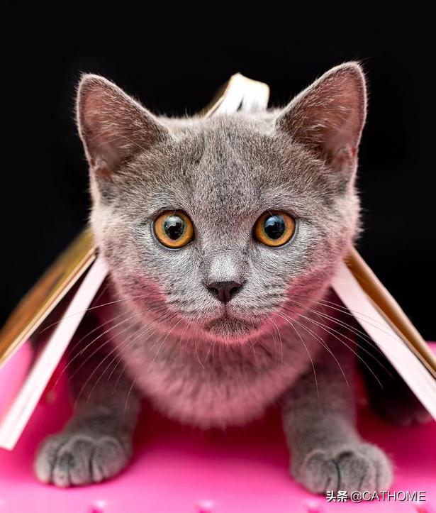 最便宜的养猫方法和注意事项,新手养猫和买猫的注意事项