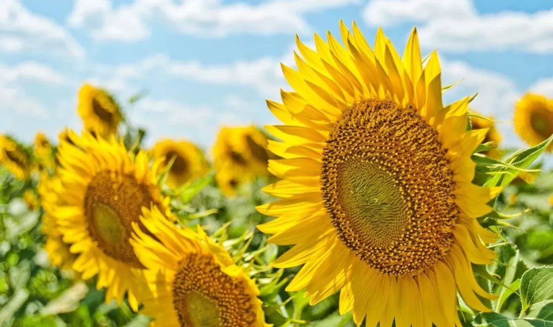 十二星座星盘小白入门课,十二星座星盘分析最准确