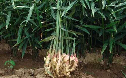 大姜苗子扎小辫是怎么回事,大姜倒苗有哪些病