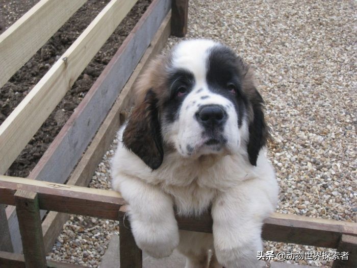 最萌最可爱的小奶狗,十大最可爱的宠物狗排名