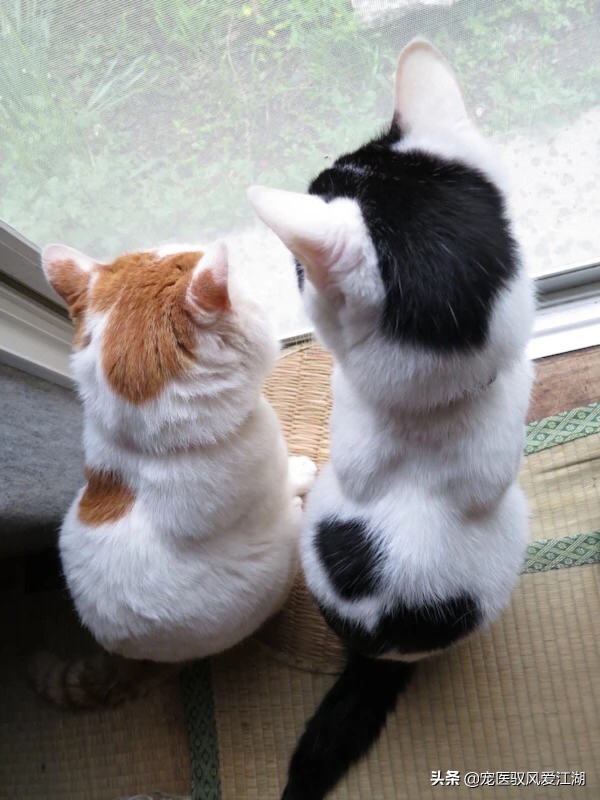 如何快速治疗猫咪猫癣,猫癣猫咪如何预防