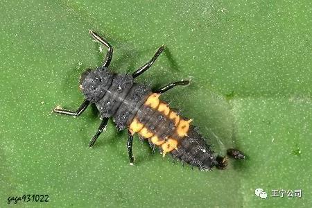 夏播玉米虫害图片大全,玉米虫害图谱高清大图