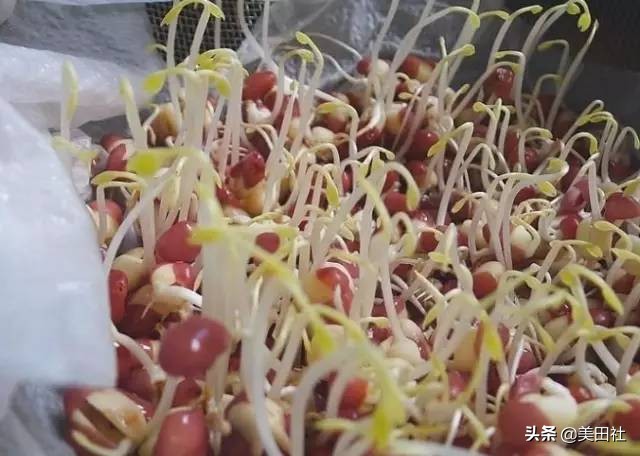 怎么样能纸上种菜,在家种菜可以做什么