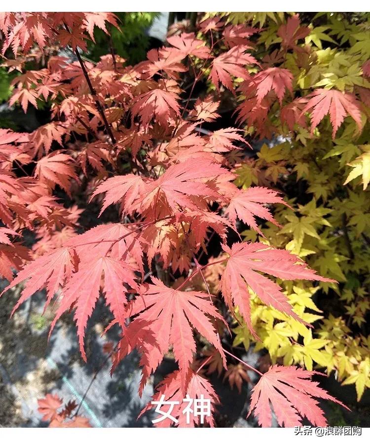 中式庭院藤类植物,枫树和紫藤