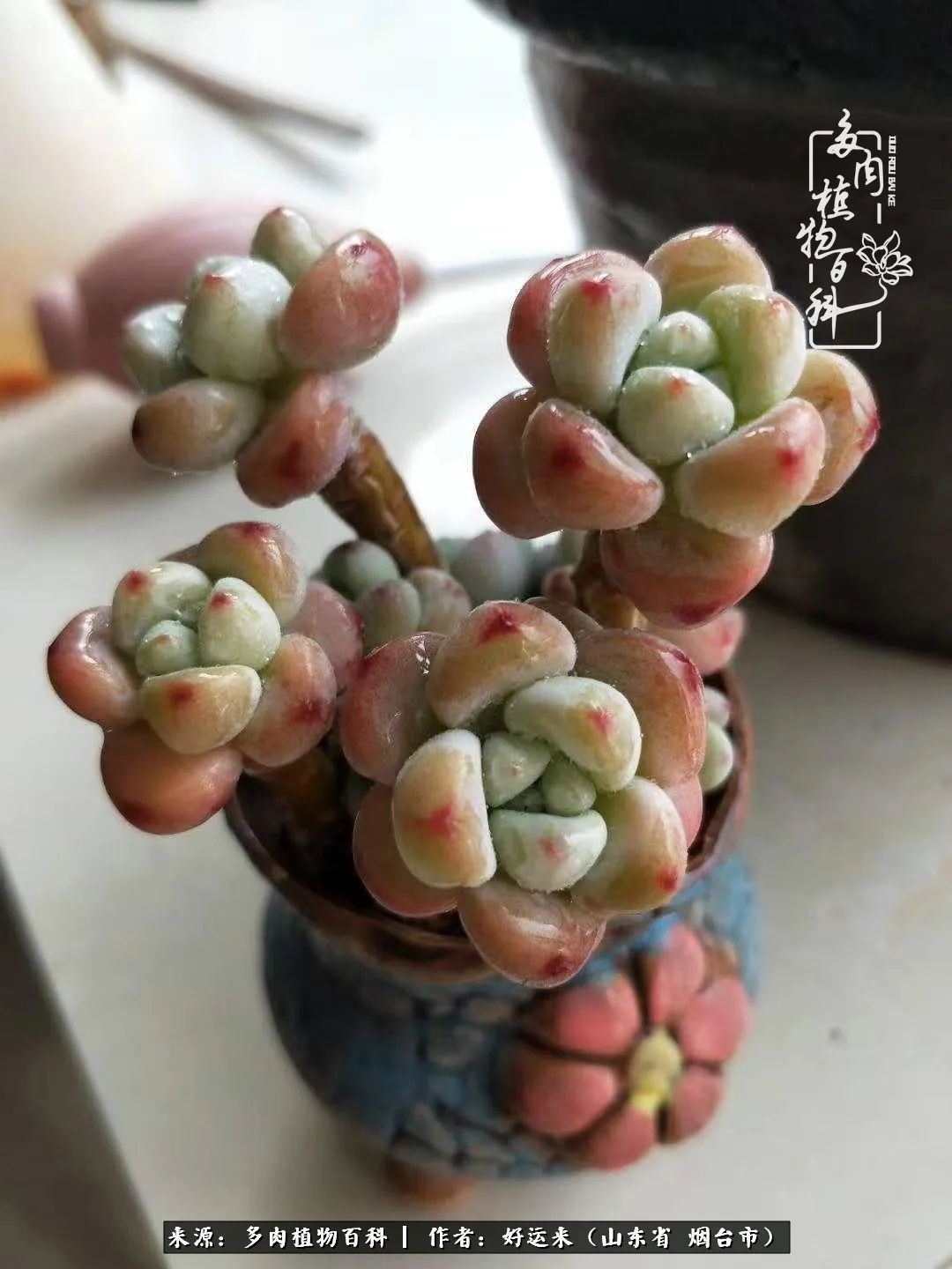 这世上怎么会有那么可爱的小可爱,这世上怎么有这么可爱的小生物