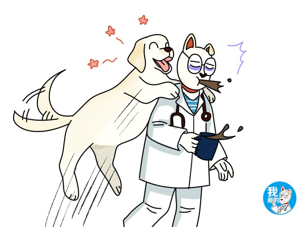 金毛小土狗拉布拉多哪个区别最大,金毛拉布拉多斑点狗哪个好养