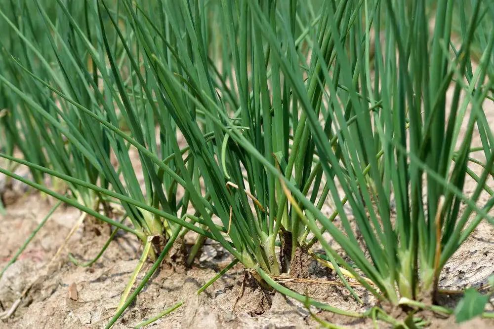 洋葱高产种植技术专家讲座视频,洋葱种植技术与管理专业